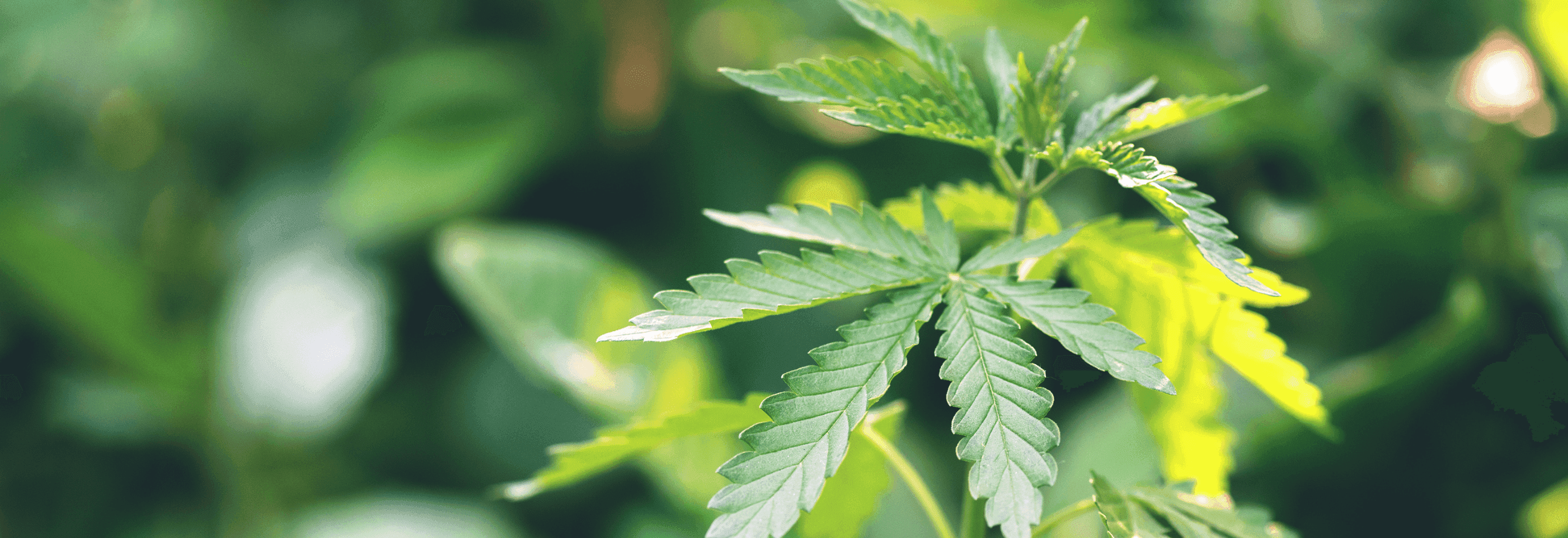 grüne Cannabis Pflanze 