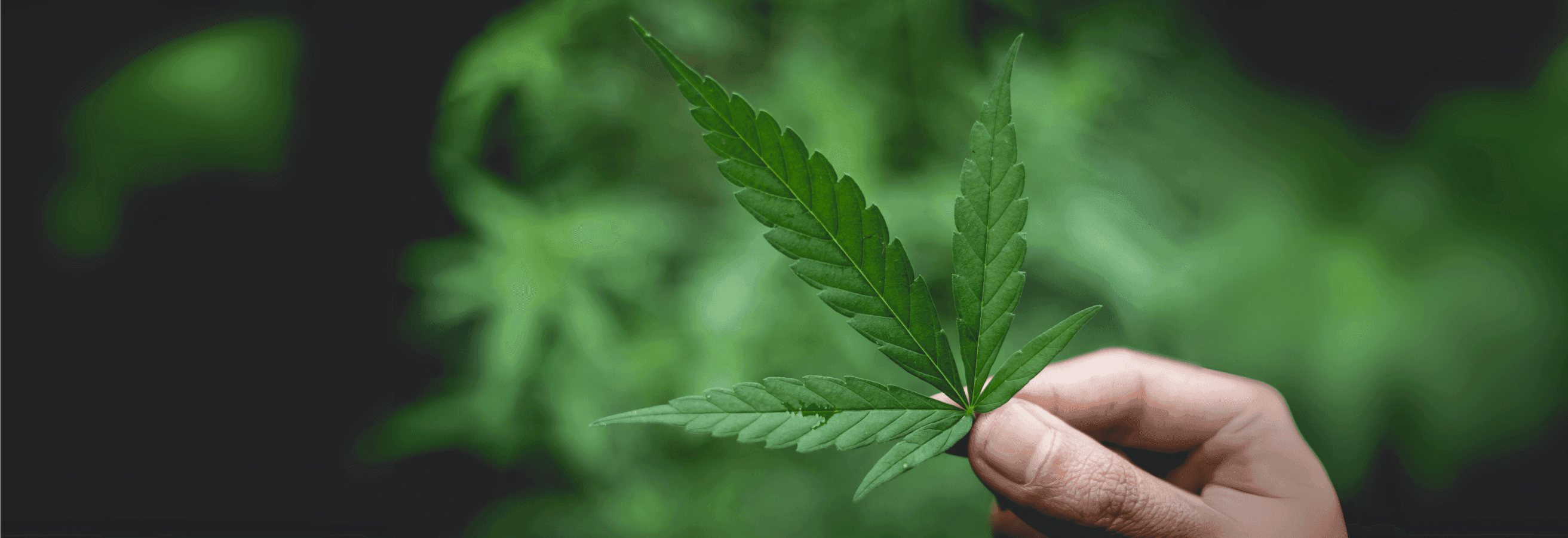 grünes Cannabis Blatt