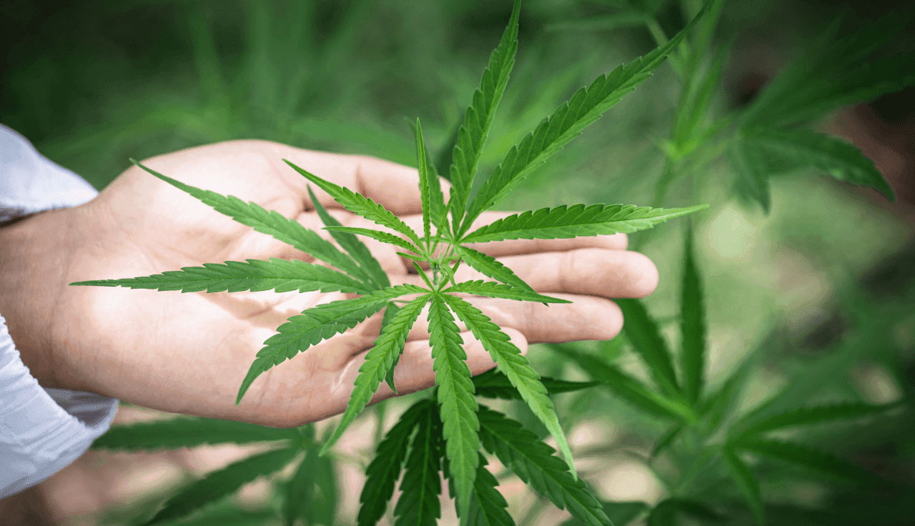 Hand hält grüne Cannabis Pflanze