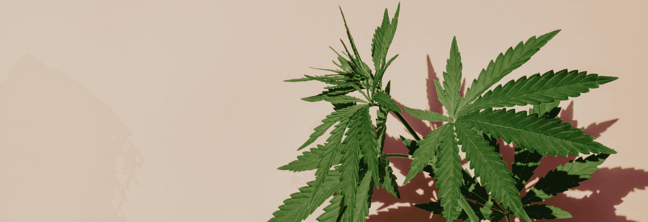 grüne Cannabis Pflanze 